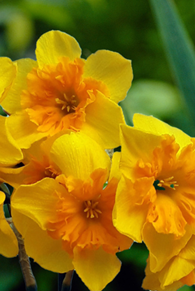 NARCIS butterfly Slice of Life 12/14, 100 ks